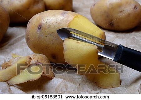 Potato peeling with peeler, Solanum tuberosum, potato peel, potato peel View Large Photo Image Stock Image - Potato peeling with peeler, Solanum tuberosum, potato peel, potato peel. Fotosearch