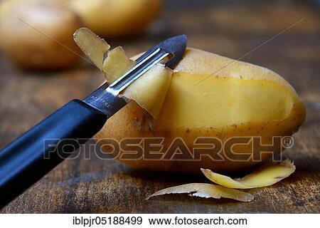 Potato peeling with peeler, Solanum tuberosum, potato peel, potato peel View Large Photo Image Stock Photo - Potato peeling with peeler, Solanum tuberosum, potato peel, potato peel. Fotosearch