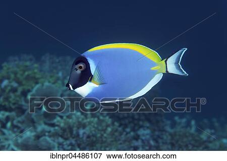 Stock Photo - Powder blue tang (Acanthurus leucosternon), Indian Ocean, Maldives, Asia. Fotosearch