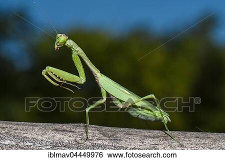Praying Mantis (Mantis), Reniala Reserve, Ifaty, Madagascar, Africa View Large Photo Image Stock Photograph - Praying Mantis (Mantis), Reniala Reserve, Ifaty, Madagascar, Africa. Fotosearch