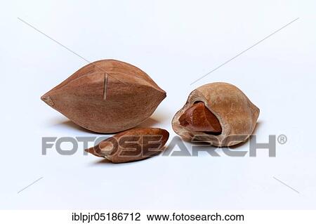 Pre-scored and opened pilinuts ( Canarium ovatum) View Large Photo Image Stock Image - Pre-scored and opened pilinuts ( Canarium ovatum). Fotosearch
