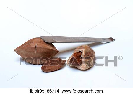 Picture - Pre-scored and opened pilinuts with pili crackers ( Canarium ovatum). Fotosearch