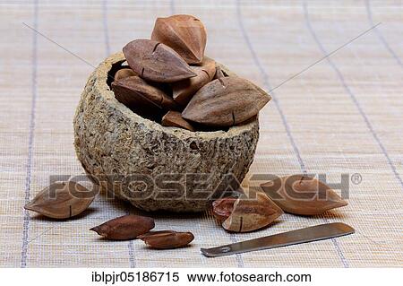 Stock Photography - Pre-scored and opened pilinuts with pili crackers ( Canarium ovatum). Fotosearch