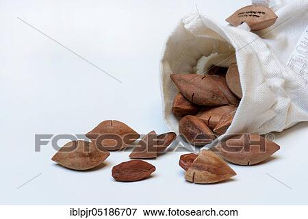 Pre-scored pilinuts in sack ( Canarium ovatum) View Large Photo Image Stock Photo - Pre-scored pilinuts in sack ( Canarium ovatum). Fotosearch