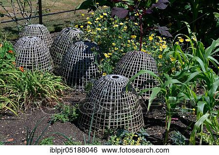 Protection basket, protection basket against animal feeding, protection against eating, botanical garden, Oxford, England, Great Britain View Large Photo Image Stock Photograph - Protection basket, protection basket against animal feeding, protection against eating, botanical garden, Oxford, England, Great Britain. Fotosearch