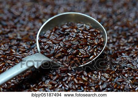 Psyllium, sand plantain, plantago psyllium View Large Photo Image Picture - Psyllium, sand plantain, plantago psyllium. Fotosearch