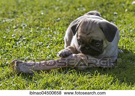 Stock Photo - Pug, puppy on a large bone, Germany, Europe. Fotosearch