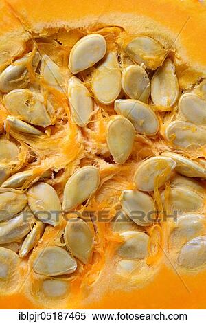 Pumpkin seeds, t. s., variety orange peck, edible pumpkin View Large Photo Image Stock Photography - Pumpkin seeds, t. s., variety orange peck, edible pumpkin. Fotosearch