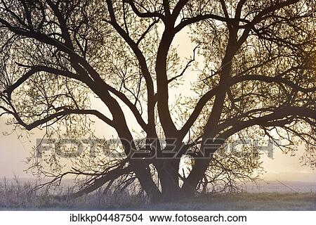 Pussy willow (Salix caprea), early morning fog, Middle Elbe Biosphere Reserve, Saxony-Anhalt, Germany, Europe View Large Photo Image Picture - Pussy willow (Salix caprea), early morning fog, Middle Elbe Biosphere Reserve, Saxony-Anhalt, Germany, Europe. Fotosearch