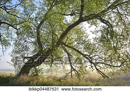 Pussy willow (Salix caprea), Middle Elbe Biosphere Reserve, Saxony-Anhalt, Germany, Europe View Large Photo Image Stock Image - Pussy willow (Salix caprea), Middle Elbe Biosphere Reserve, Saxony-Anhalt, Germany, Europe. Fotosearch