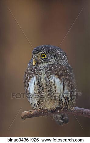 Pygmy owl (Glaucidium passerinum) sitting on branch, Schleswig-Holstein, Germany, Europe View Large Photo Image Stock Photograph - Pygmy owl (Glaucidium passerinum) sitting on branch, Schleswig-Holstein, Germany, Europe. Fotosearch