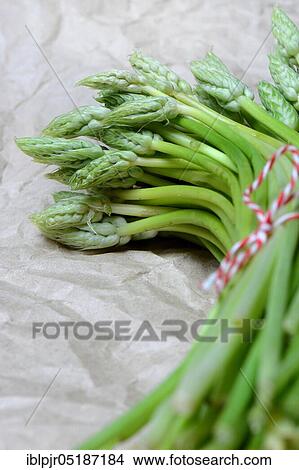 Pyrenees-Star-of-Bethlehem ( Ornithogalum) pyrenaicum, wild asparagus, Prussian asparagus View Large Photo Image Picture - Pyrenees-Star-of-Bethlehem ( Ornithogalum) pyrenaicum, wild asparagus, Prussian asparagus. Fotosearch