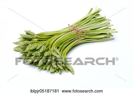 Stock Image - Pyrenees-Star-of-Bethlehem ( Ornithogalum) pyrenaicum, wild asparagus, Prussian asparagus. Fotosearch