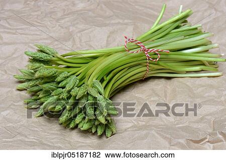 Stock Image - Pyrenees-Star-of-Bethlehem ( Ornithogalum) pyrenaicum, wild asparagus, Prussian asparagus. Fotosearch