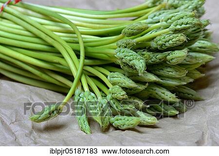 Pyrenees-Star-of-Bethlehem ( Ornithogalum) pyrenaicum, wild asparagus, Prussian asparagus View Large Photo Image Stock Image - Pyrenees-Star-of-Bethlehem ( Ornithogalum) pyrenaicum, wild asparagus, Prussian asparagus. Fotosearch
