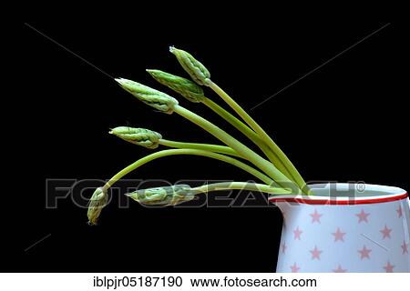 Pyrenees-Star-of-Bethlehem ( Ornithogalum) pyrenaicum, wild asparagus, Prussian asparagus View Large Photo Image Stock Image - Pyrenees-Star-of-Bethlehem ( Ornithogalum) pyrenaicum, wild asparagus, Prussian asparagus. Fotosearch