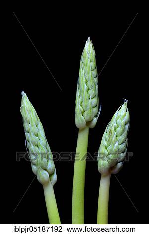 Stock Image - Pyrenees-Star-of-Bethlehem ( Ornithogalum) pyrenaicum, wild asparagus, Prussian asparagus. Fotosearch