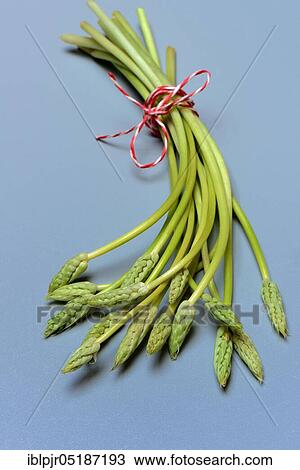 Stock Image - Pyrenees-Star-of-Bethlehem ( Ornithogalum) pyrenaicum, wild asparagus, Prussian asparagus. Fotosearch