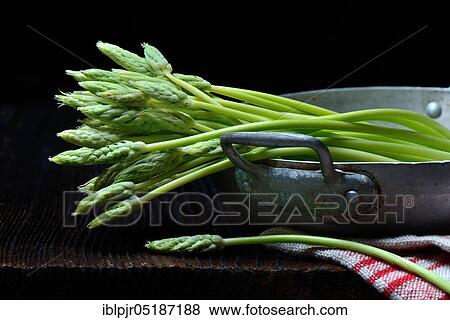 Pyrenees-Star-of-Bethlehem ( Ornithogalum) pyrenaicum, wild asparagus, Prussian asparagus View Large Photo Image Stock Photo - Pyrenees-Star-of-Bethlehem ( Ornithogalum) pyrenaicum, wild asparagus, Prussian asparagus. Fotosearch