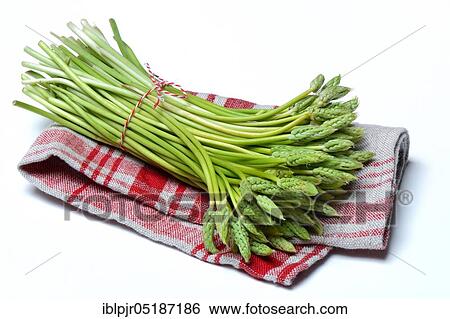Pyrenees-Star-of-Bethlehem ( Ornithogalum) pyrenaicum, wild asparagus, Prussian asparagus View Large Photo Image Stock Photograph - Pyrenees-Star-of-Bethlehem ( Ornithogalum) pyrenaicum, wild asparagus, Prussian asparagus. Fotosearch