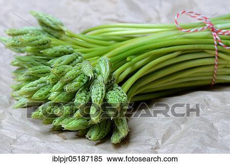 Stock Photography - Pyrenees-Star-of-Bethlehem ( Ornithogalum) pyrenaicum, wild asparagus, Prussian asparagus. Fotosearch