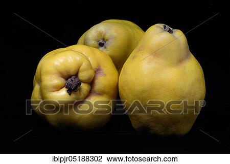 Quinces, Cydonia oblonga View Large Photo Image Stock Image - Quinces, Cydonia oblonga. Fotosearch