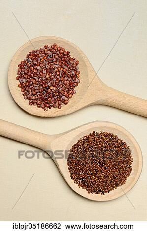 Stock Image - Quinoa ( above) and Kaniwa ( unten) in cooking spoon, Chenopodium quinoa, Chenopodium pallidicaule. Fotosearch