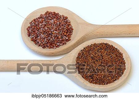 Stock Image - Quinoa ( above) and Kaniwa ( unten) in cooking spoon, Chenopodium quinoa, Chenopodium pallidicaule. Fotosearch