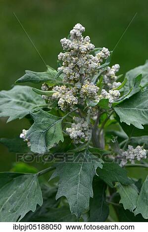 Stock Image - Quinoa, Chenopodium quinoa. Fotosearch