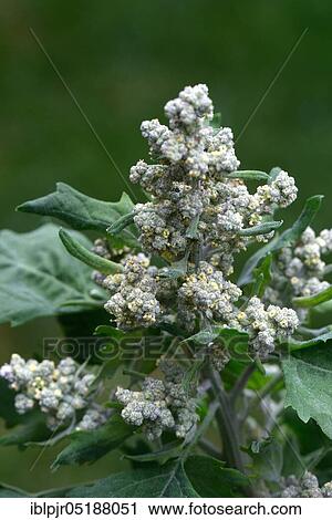 Quinoa, Chenopodium quinoa View Large Photo Image Stock Image - Quinoa, Chenopodium quinoa. Fotosearch