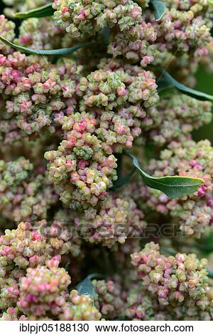 Stock Image - Quinoa, Chenopodium quinoa. Fotosearch