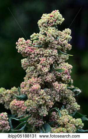 Stock Image - Quinoa, Chenopodium quinoa. Fotosearch