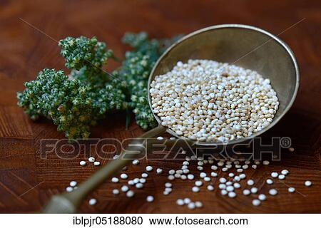 Stock Image - Quinoa in brass ladle, fruiting quinoa plant, Chenopodium quinoa. Fotosearch