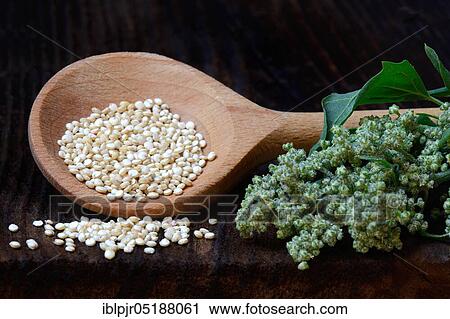 Quinoa in cooking spoon, quinoa plant, Chenopodium quinoa View Large Photo Image Stock Image - Quinoa in cooking spoon, quinoa plant, Chenopodium quinoa. Fotosearch