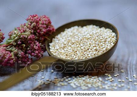 Quinoa in ladle and mature quinoa branch, Chenopodium quinoa View Large Photo Image Stock Image - Quinoa in ladle and mature quinoa branch, Chenopodium quinoa. Fotosearch