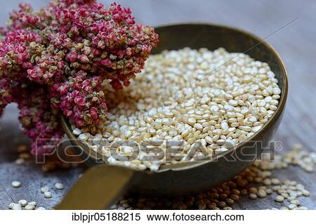 Quinoa in ladle and mature quinoa branch, Chenopodium quinoa View Large Photo Image Stock Photography - Quinoa in ladle and mature quinoa branch, Chenopodium quinoa. Fotosearch