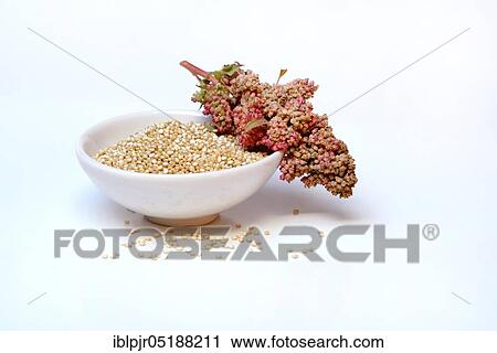 Quinoa in shell and ripe quinoa branch, Chenopodium quinoa View Large Photo Image Stock Image - Quinoa in shell and ripe quinoa branch, Chenopodium quinoa. Fotosearch