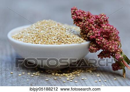 Quinoa in shell and ripe quinoa branch, Chenopodium quinoa View Large Photo Image Stock Image - Quinoa in shell and ripe quinoa branch, Chenopodium quinoa. Fotosearch
