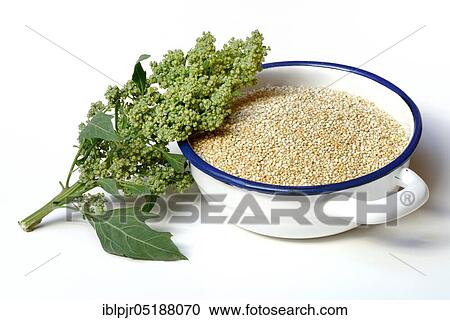 Quinoa in shell, Quinoa plant, Chenopodium quinoa View Large Photo Image Stock Image - Quinoa in shell, Quinoa plant, Chenopodium quinoa. Fotosearch