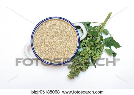 Stock Photo - Quinoa in shell, Quinoa plant, Chenopodium quinoa. Fotosearch