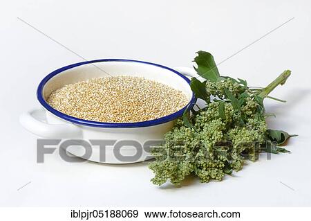 Quinoa in shell, Quinoa plant, Chenopodium quinoa View Large Photo Image Stock Photo - Quinoa in shell, Quinoa plant, Chenopodium quinoa. Fotosearch