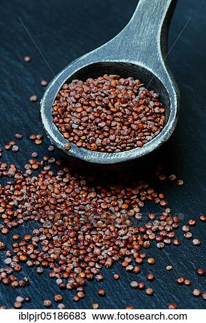 Quinoa in wooden spoon, Chenopodium quinoa View Large Photo Image Stock Image - Quinoa in wooden spoon, Chenopodium quinoa. Fotosearch