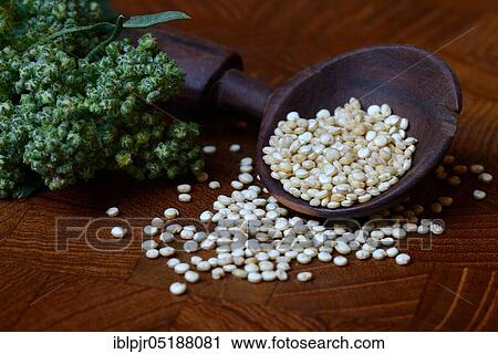 Quinoa in wooden spoon, fruiting quinoa plant, Chenopodium quinoa View Large Photo Image Stock Image - Quinoa in wooden spoon, fruiting quinoa plant, Chenopodium quinoa. Fotosearch