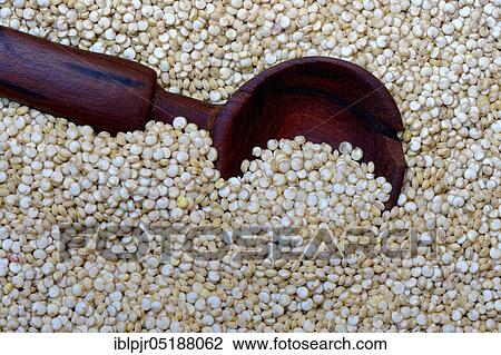 Quinoa with wooden spoon, Chenopodium quinoa View Large Photo Image Stock Image - Quinoa with wooden spoon, Chenopodium quinoa. Fotosearch