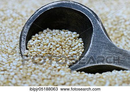 Quinoa with wooden spoon, Chenopodium quinoa View Large Photo Image Stock Image - Quinoa with wooden spoon, Chenopodium quinoa. Fotosearch
