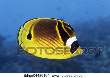 Raccoon butterflyfish (Chaetodon lunula), Indian Ocean, Maldives, Asia View Large Photo Image Picture - Raccoon butterflyfish (Chaetodon lunula), Indian Ocean, Maldives, Asia. Fotosearch