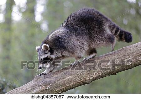 Raccoon (Procyon lotor) walking on tree trunk, captive, Lower Saxony, Germany, Europe View Large Photo Image Stock Photo - Raccoon (Procyon lotor) walking on tree trunk, captive, Lower Saxony, Germany, Europe. Fotosearch