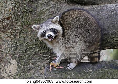 Raccoon (Procyon lotor) with dead chick, captive, Lower Saxony, Germany, Europe View Large Photo Image Stock Image - Raccoon (Procyon lotor) with dead chick, captive, Lower Saxony, Germany, Europe. Fotosearch
