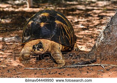 Stock Image - Radiated tortoise (Astrochelys radiata), Reniala Reserve, Ifaty, Madagascar, Africa. Fotosearch
