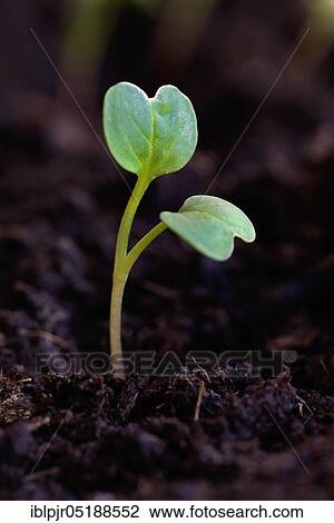 Stock Image - Radishes, seedlings, Raphanus sativus var. sativus. Fotosearch